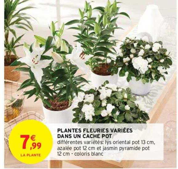 plantes fleuries variées dans un cache pot