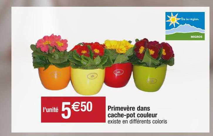 primevère dans cache-pot couleur