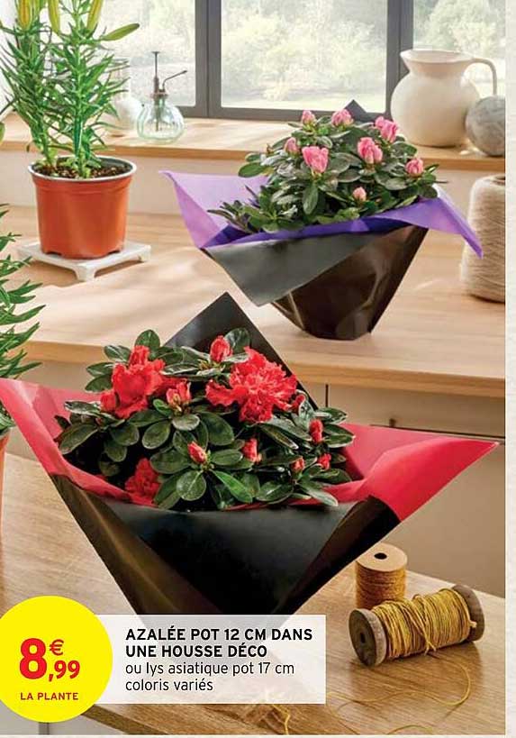 azalée pot 12 cm dans une housse déco