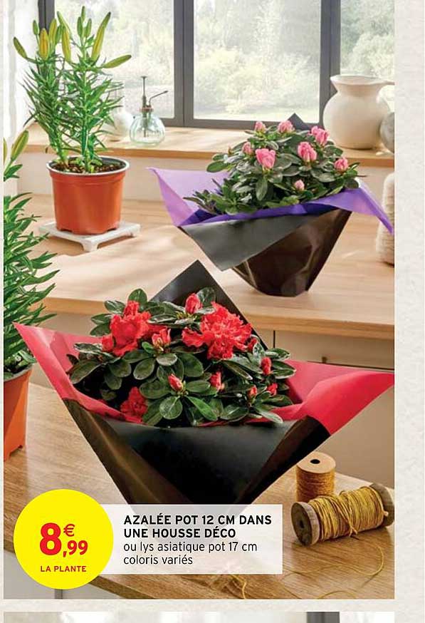 azalée pot 12 cm dans une housse déco