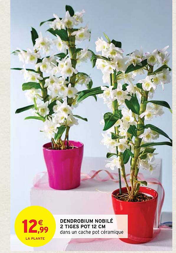 dendrobium nobilé 2 tiges pot 12 cm