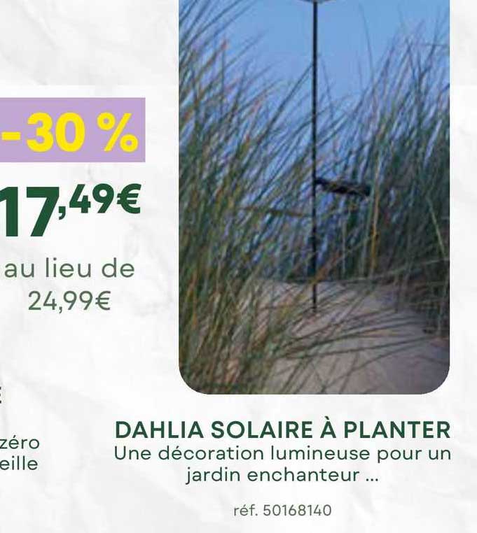 dahlia solaire à planter