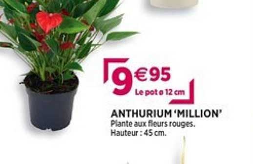 anthurium "million"