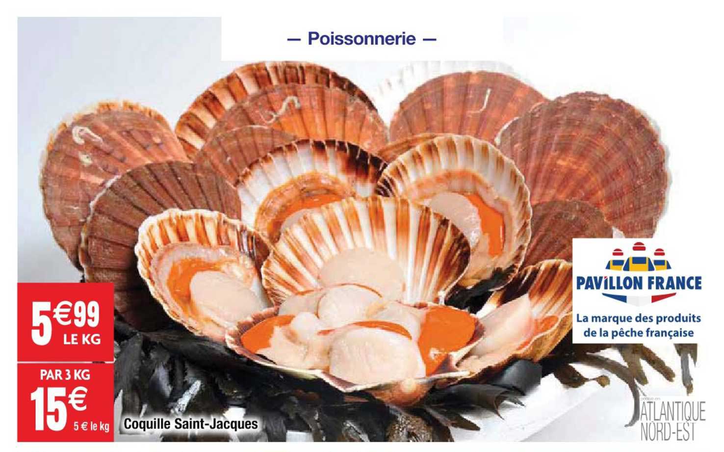 coquille saint-jacques