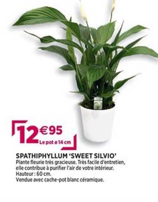 spathiphyllum "sweet silvio"