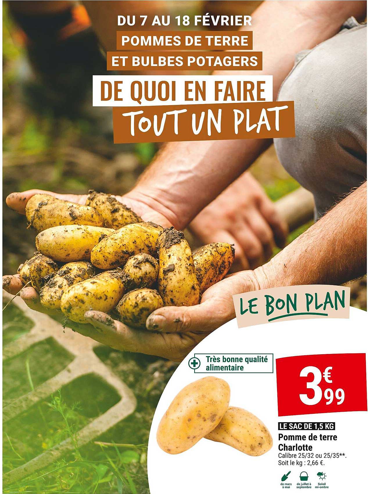 pomme de terre charlotte