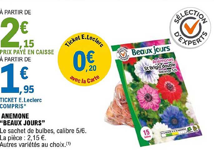 anemone "beaux jours"