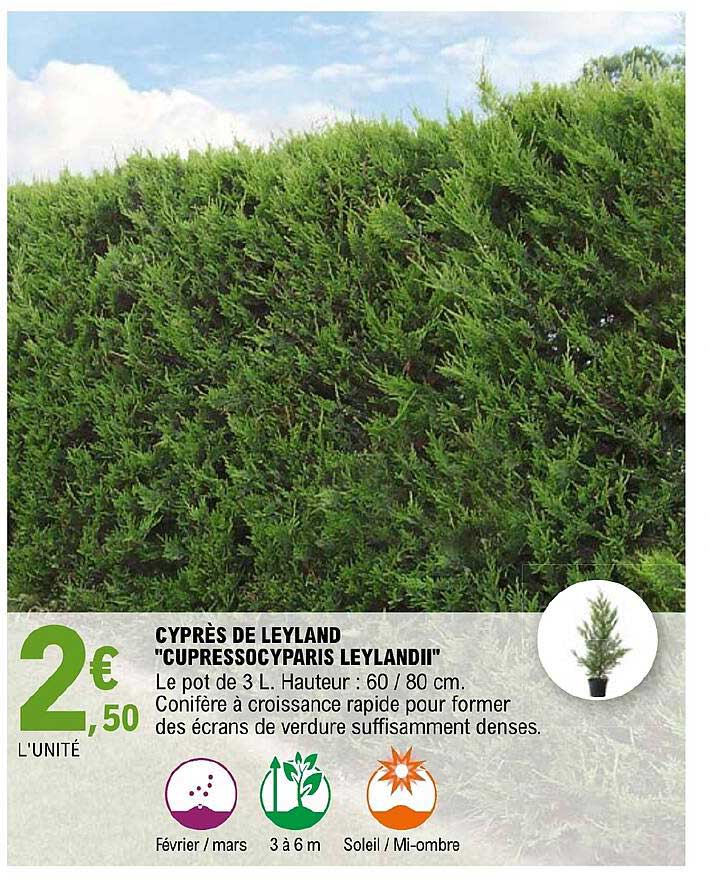 cyprès de leyland "cupressocyparis leylandii"