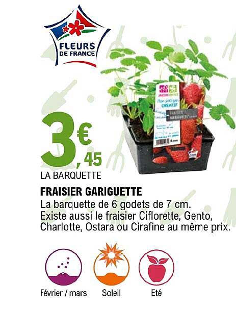 fraisier gariguette