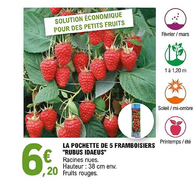 la pochette de 5 framboisiers "rubus idaeus"