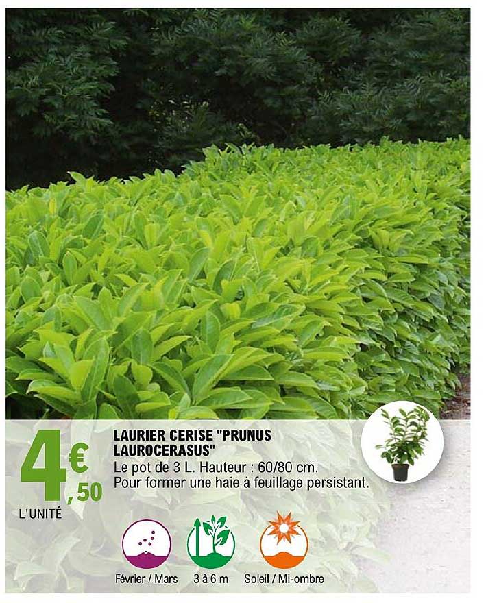 laurier cerise "prunus laurocerasus"