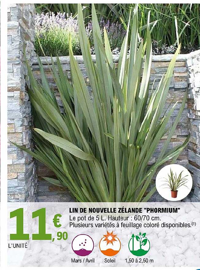 llin de nouvelle zélande "phormium"