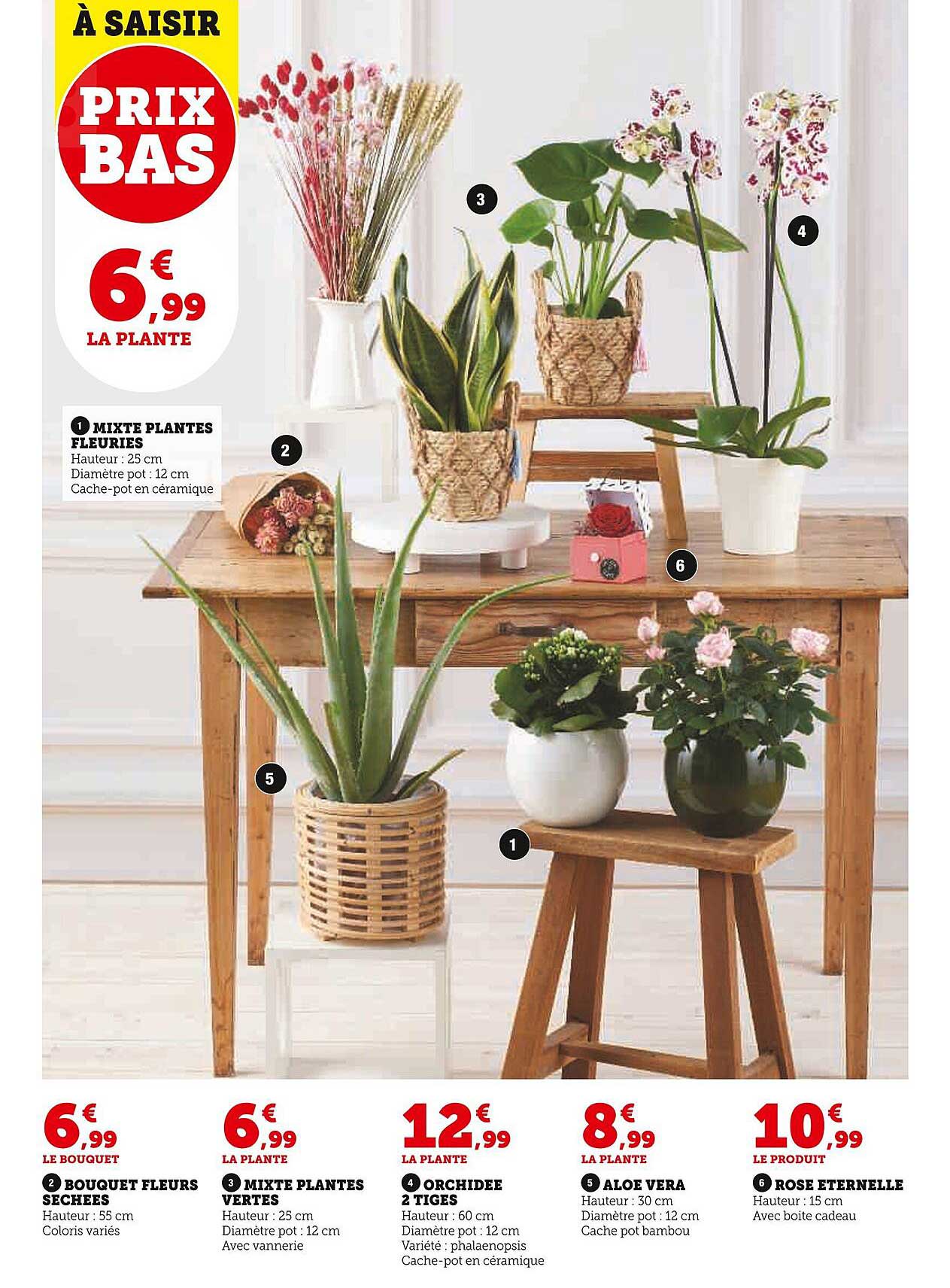 mixte plantes fleuries, bouquet fleurs séchées, mixte plantes vertes, orchidée 2 tiges, aloé vera, rose éternelle