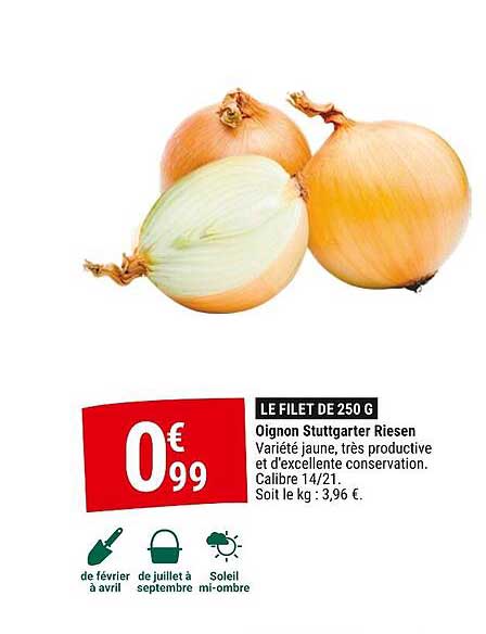 oignon stuttgarter riesen