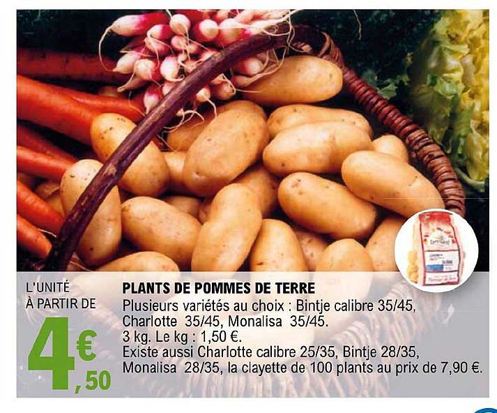plants de pommes de terre