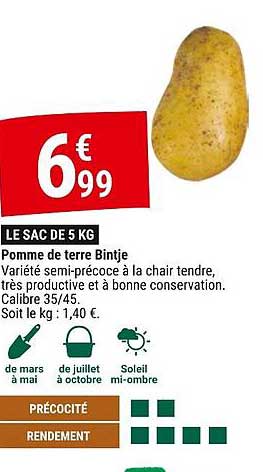 pomme de terre bintje