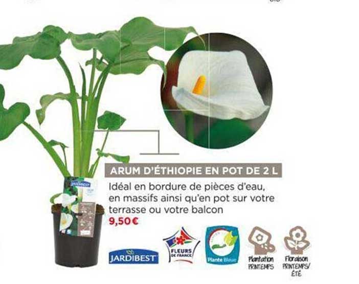 arum d'éthiopie en pot de 2 l