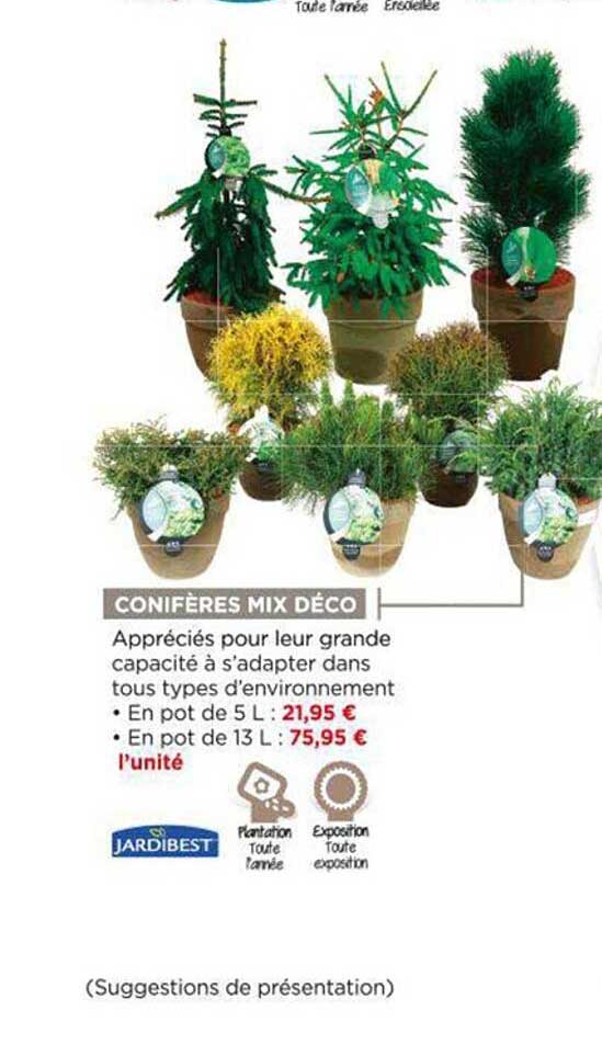 conifères mix déco jardibest