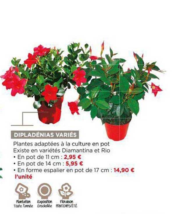 dipladénias variés