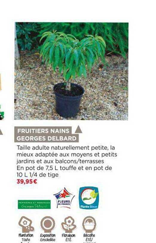 fruitiers nains georges delbard