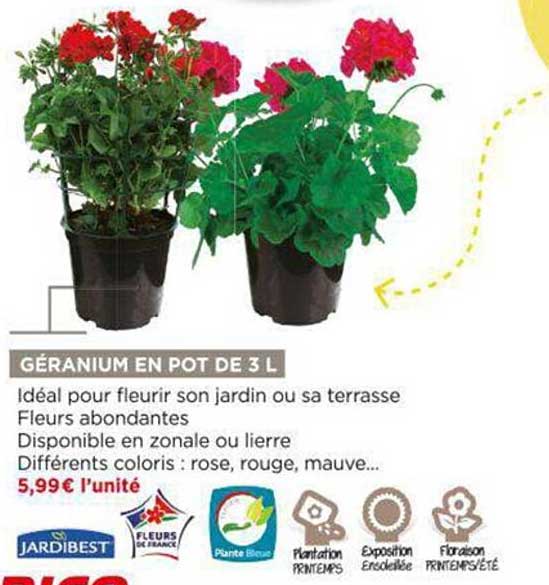géranium en pot de 3 l jardibest