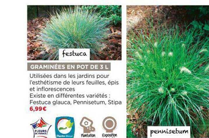 graminées en pot de 3 l festuca, pennisetum