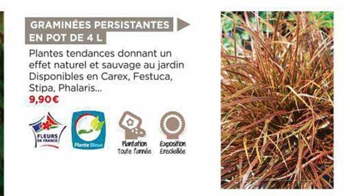 graminées persistantes en pot de 4l