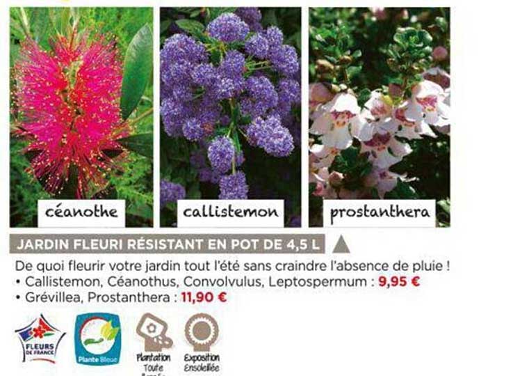 jardin fleuri résistant en pot de 4,5 l céanothe, callistemon, prostanthera
