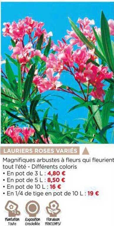 lauriers roses variés