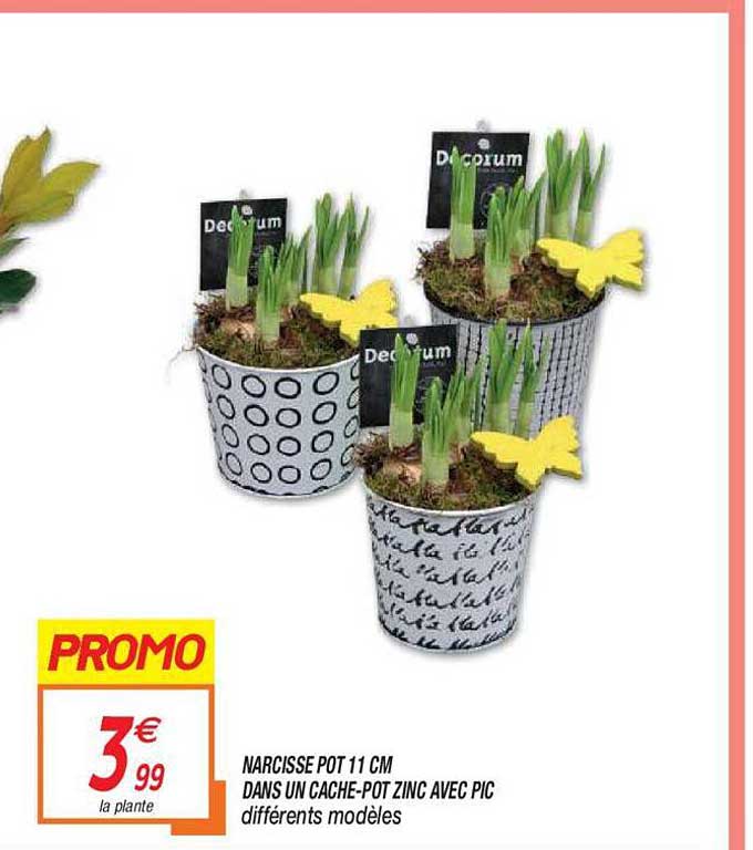 narcisse pot 11 cm dans un cache-pot zinc avec pic