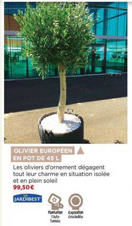 olivier européen en pot de 45 l jardibest