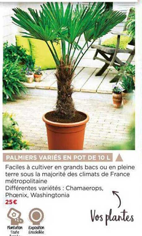 palmiers variés en pot de 10 l