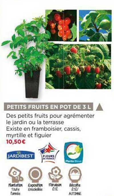 petits fruits en pot de 3 l jardibest