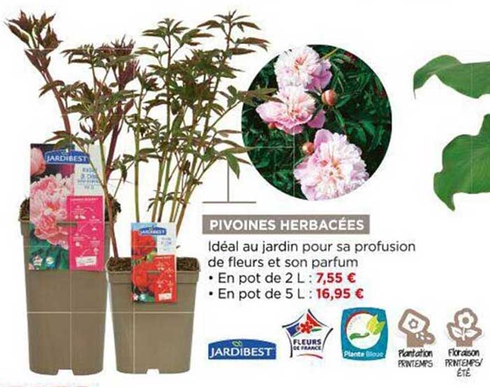 pivoines herbacées jardibest