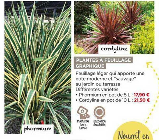 planes à feuillage graphique cordyline, phormium