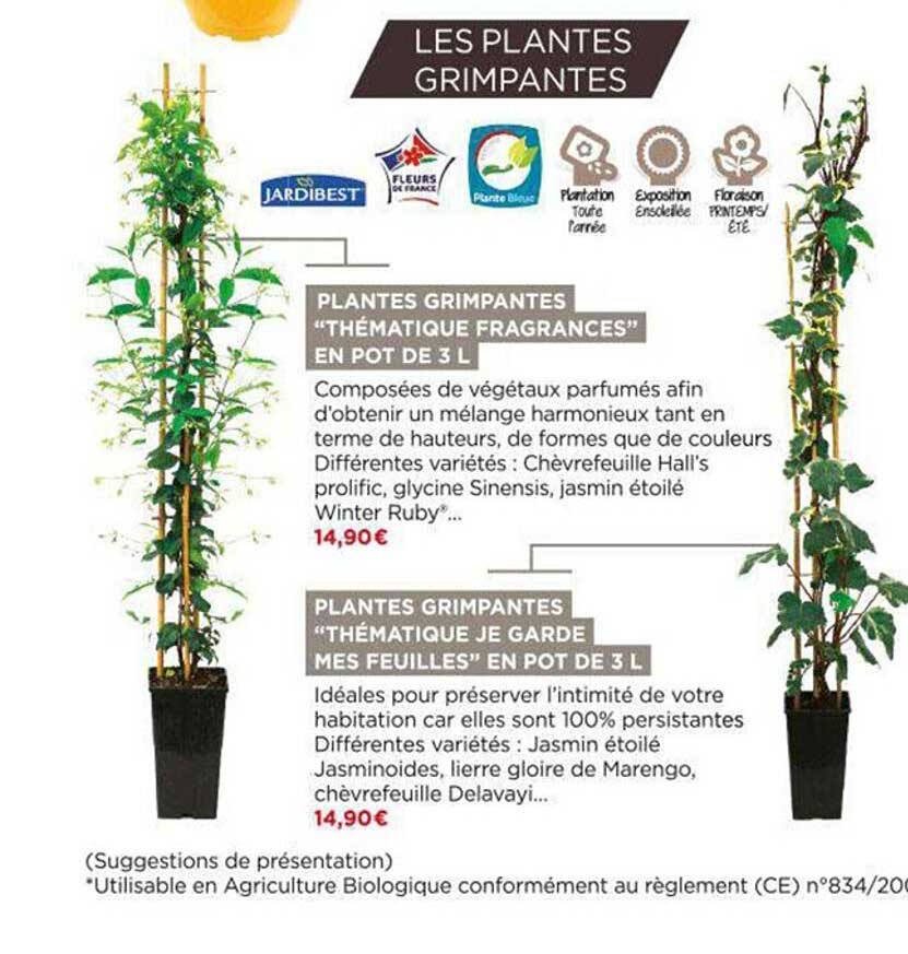 plantes grimpantes "thématique fragrances" en pot de 3l, plantes grimpantes "thématique je garde mes feuilles" en pot de 3 l