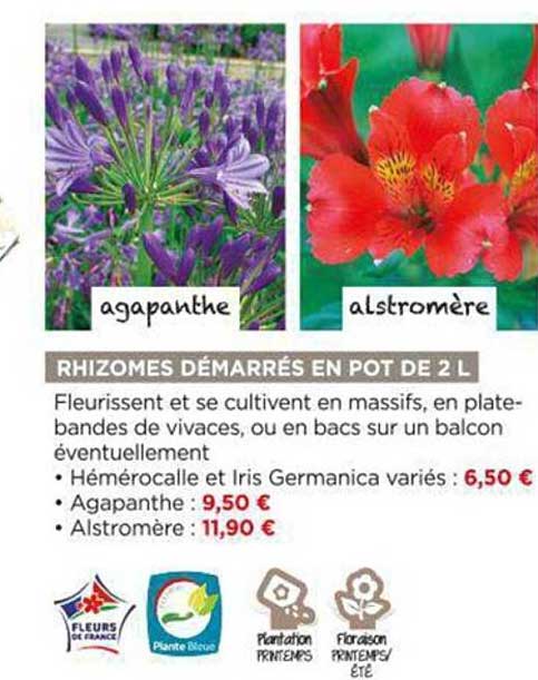 Rhizomes Démarrés En Pot De 2l