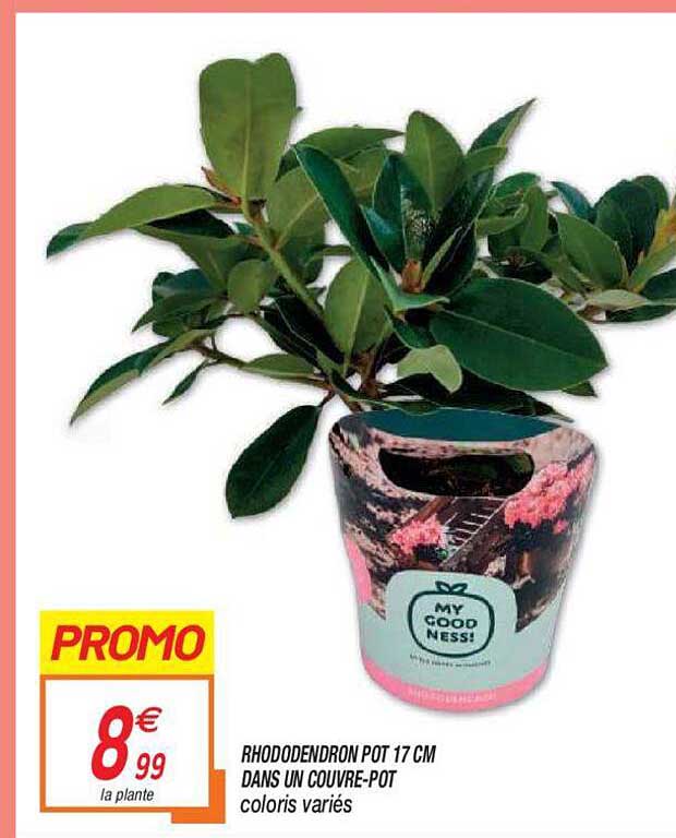 rhododendron pot 17 cm dans un couvre-pot