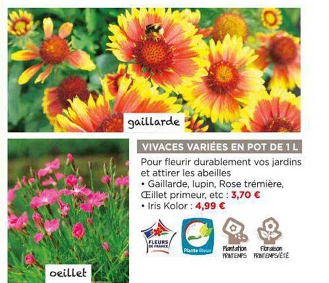 vivaces variées en pot de 1l