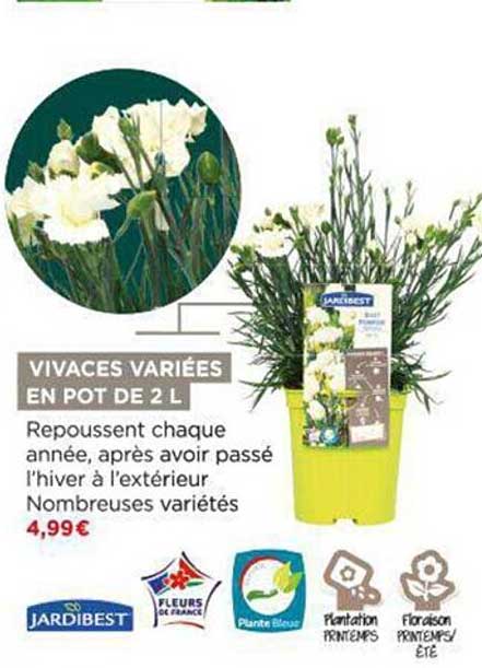 vivaces variées en pot de 2l jardibest