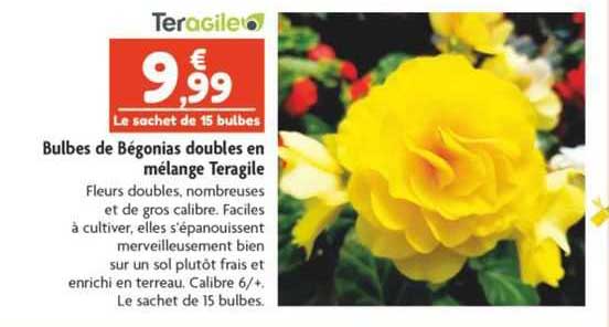 bulbes de bégonias double en mélange teragile