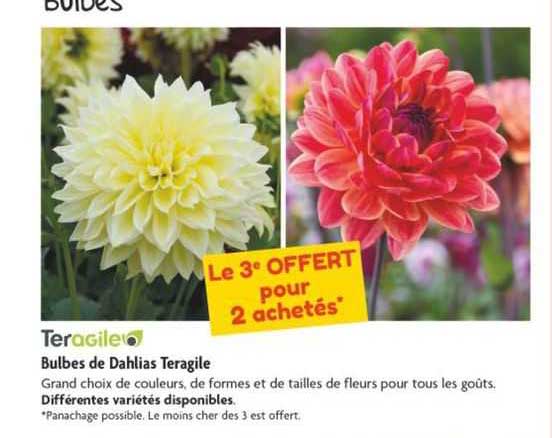 bulbes de dahlias teragile
