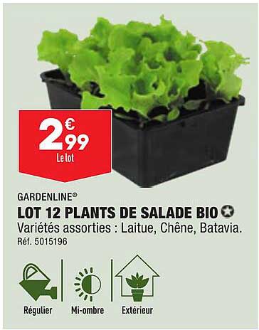 gardenline lot 12 plants de salade bio