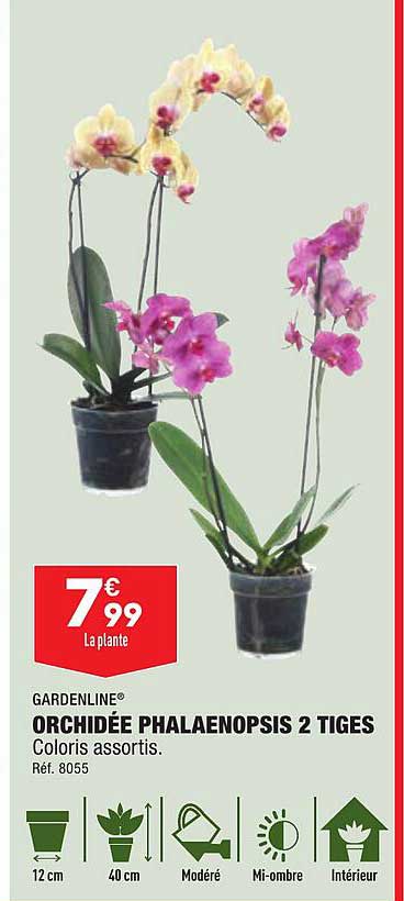 Gardenline Orchidée Phalaenopsis 2 Tiges
