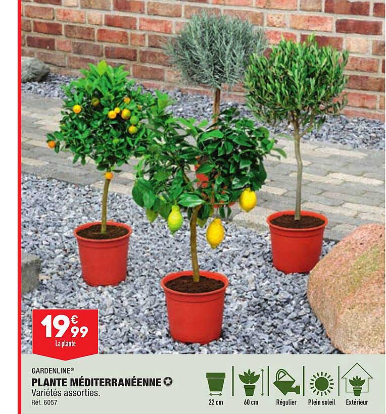 gardenline plant méditerranéenne