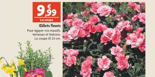 œillets fleuris