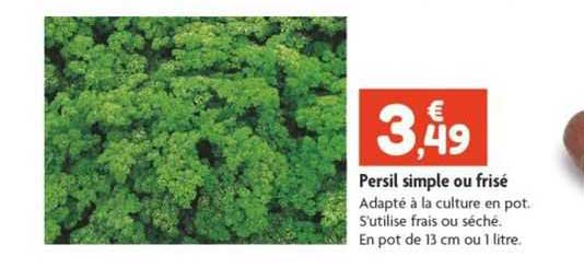 Persil Simple Ou Frisé