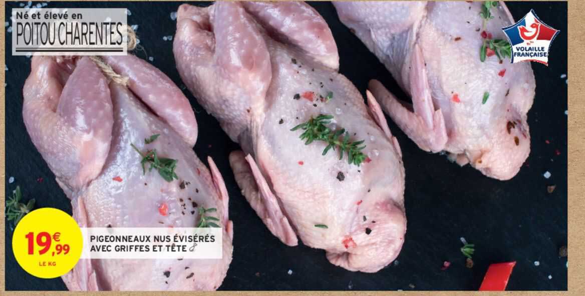 pigeonneaux nus évisérés avec griffes et tête