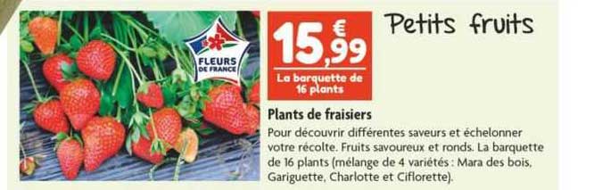 plants de fraisiers