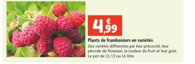 plants de framboisiers en variétés